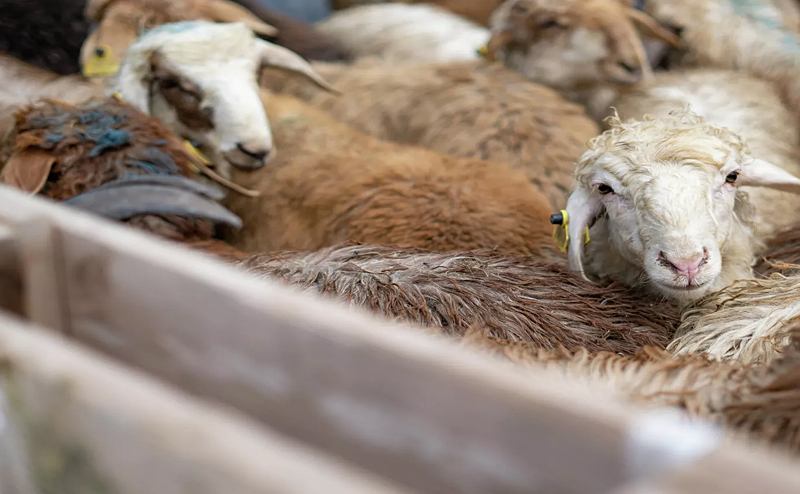  Отара овец погибла из-за разлива ядохимикатов на севере Казахстана
